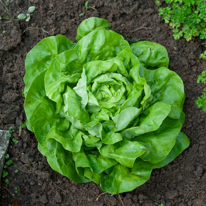 Lactuca sativa rigoletto - Kopfsalat Rigoletto - Samen für Salate