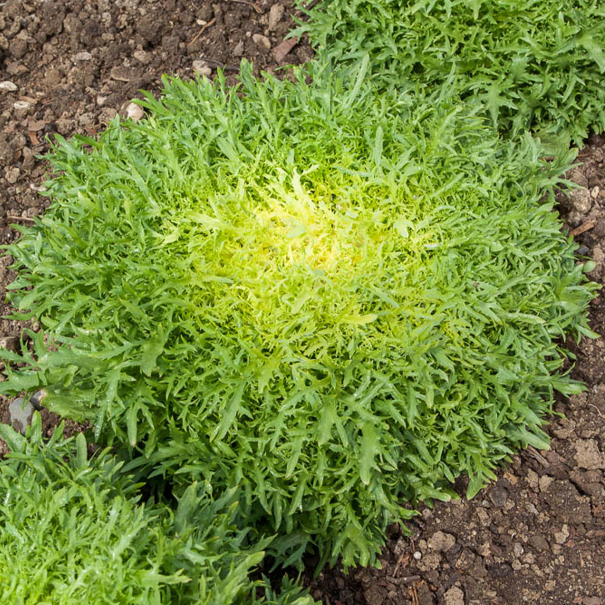 Friséesalat ‘Fine de Louviers’ - Cichorum endivia crispum fine de louviers - Bakker
