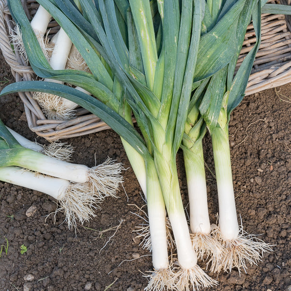 Porree ‘Bleu de Solaise’ - Allium porrum bleu de solaise - Bakker