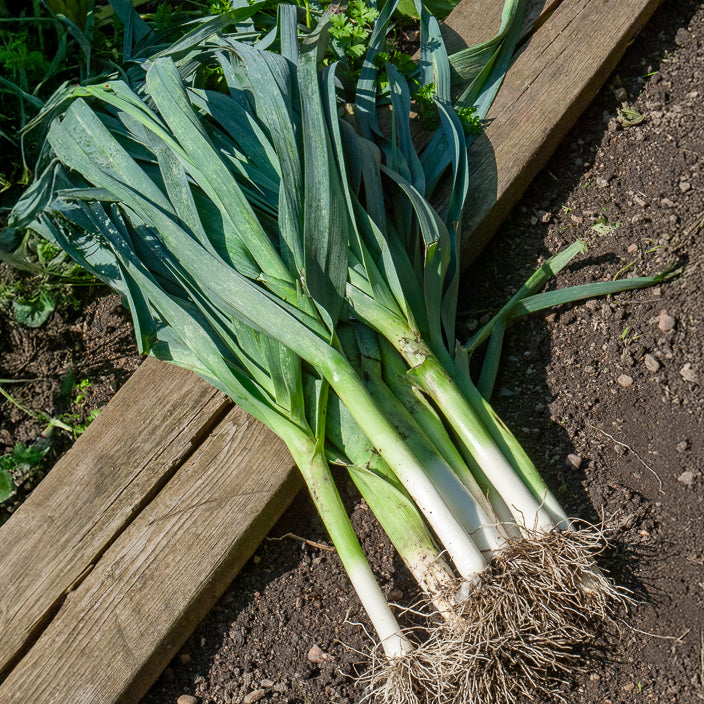 Allium porrum bleu de solaise - Porree ‘Bleu de Solaise’ - Andere Gemüse-Saatgüter