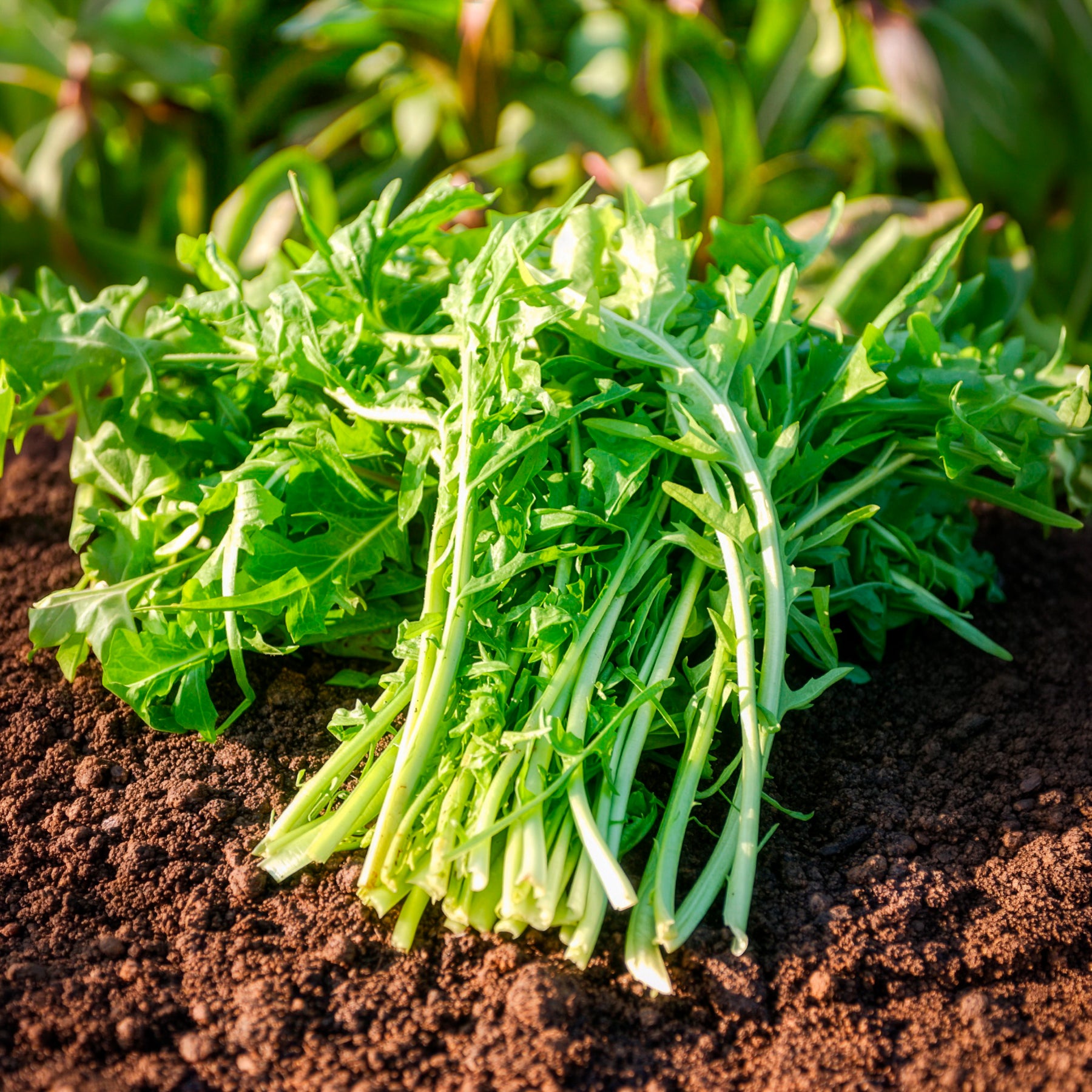 Chicoree ‘Barbe de Capucin’ - Cichorium intybus  barbe de capucin - Bakker