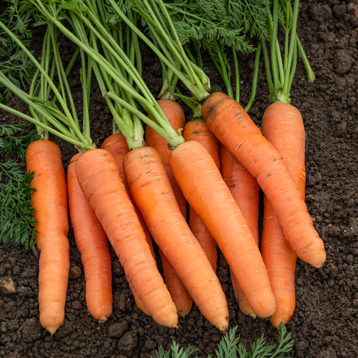 Karotten-Kollektion 'Nantaise', 'Carentan', 'Colmar' - Collection de carottes: 40g Nantaise, 5gCarentan, 5 g Colmar - Bakker