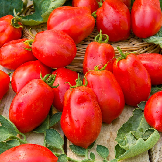 Tomate ‘Roma’ VF - Bakker