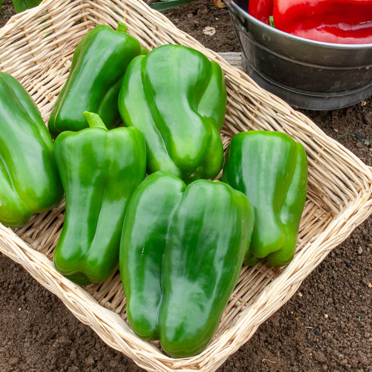 Paprika Lamuyo F1 - Bakker