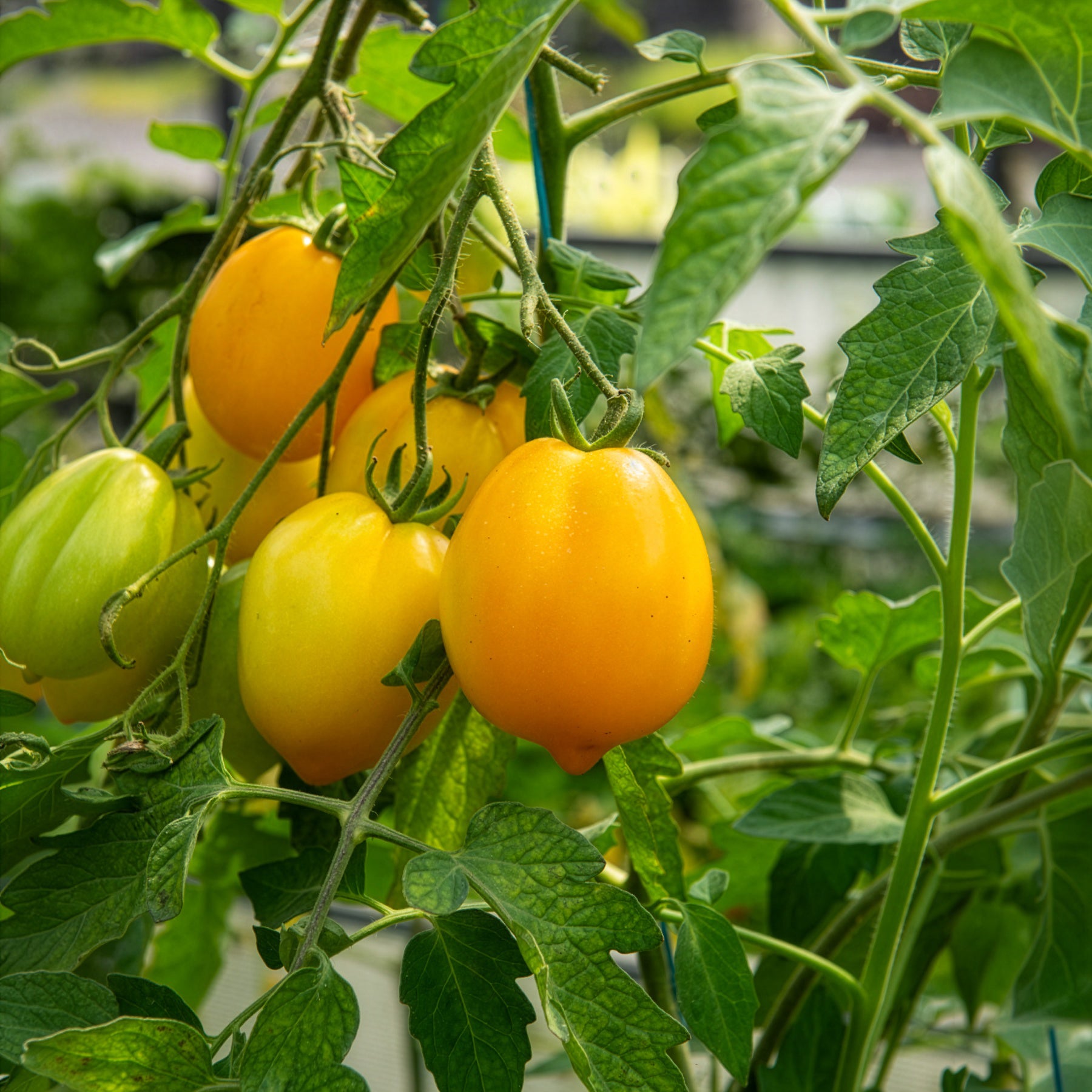 Solanum lycopersicum lemon tree - Tomate ‘Lemon Tree’ - Samen für Tomaten