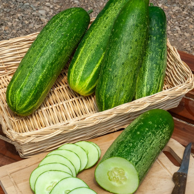 Gurke ‘Le Généreux’ - Cucumis sativus le généreux - Bakker