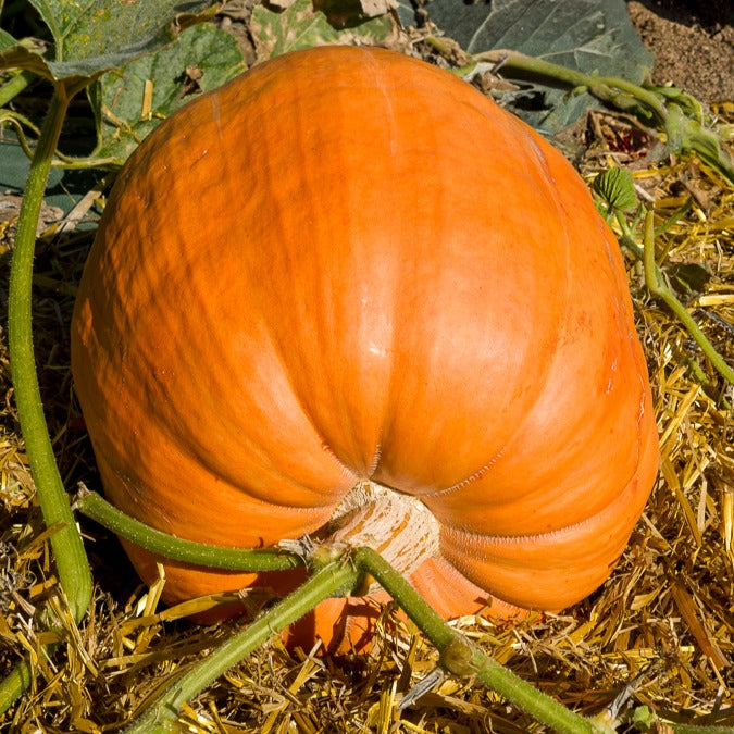 Kürbis Atlantic Giant - Cucurbita maxima atlantic giant - Bakker