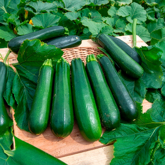 Zucchini ‘Verte non coureuse’ Bio - Bakker