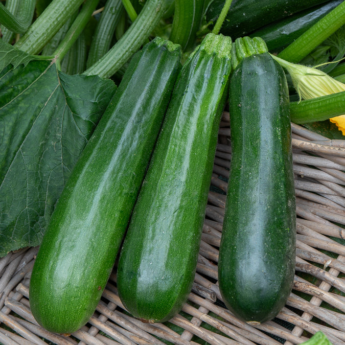 Zucchini ‘Verte non coureuse’ Bio - Cucurbita pepo verte non coureuse des maraîchers - Bakker