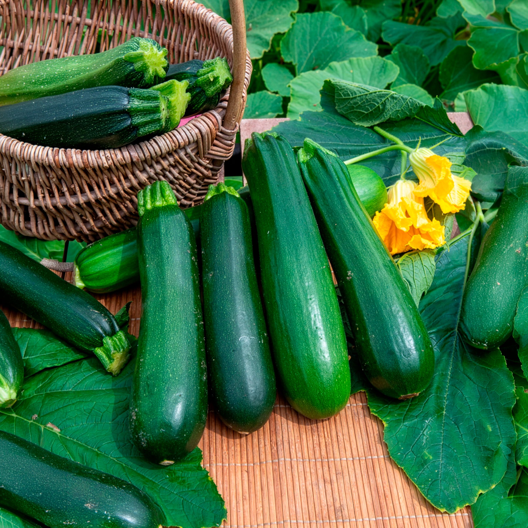 Cucurbita pepo verte non coureuse des maraîchers - Zucchini ‘Verte non coureuse’ Bio - Samen für Zucchini