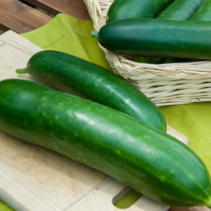 Salatgurke ‘Vert long maraîcher’ - Bakker