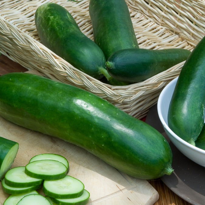 Salatgurke ‘Vert long maraîcher’ - Cucumis sativus vert long maraîcher - Bakker