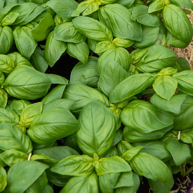 Basilikum ‘Grand Vert’ - Ocimum basilicum Grand Vert - Bakker