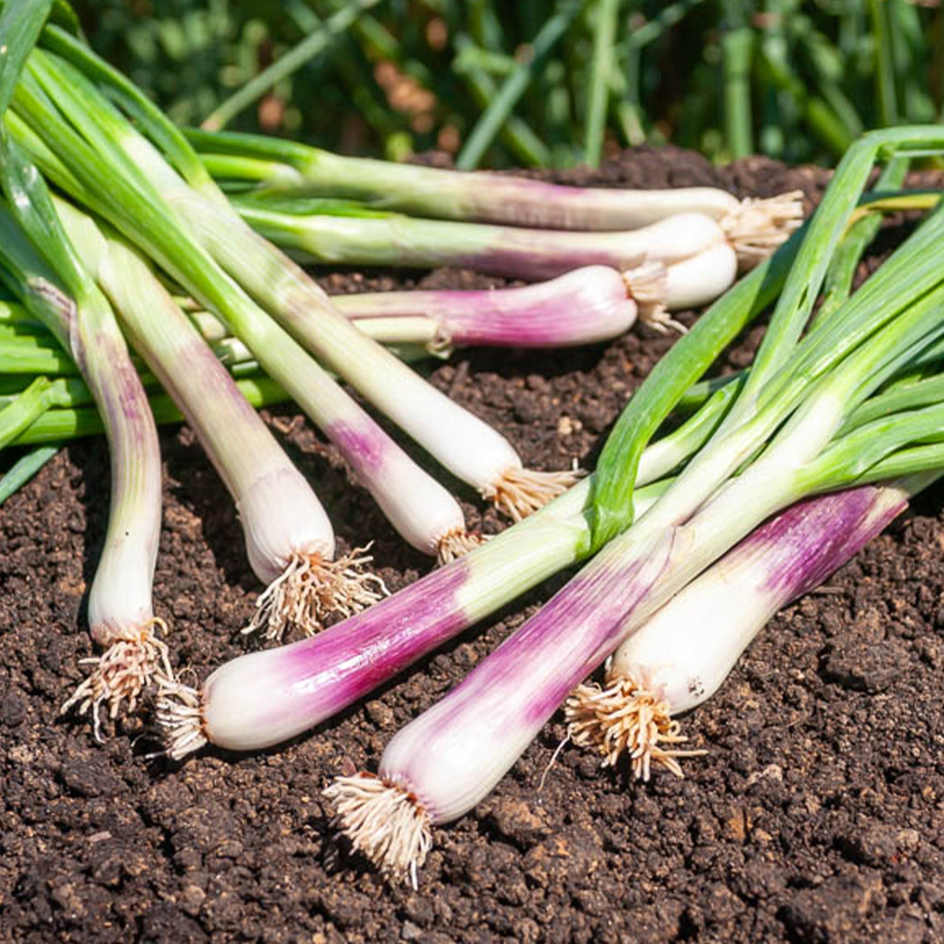 Winterzwiebel (Lauchzwiebel) ‘Commune Rouge’ - Allium fistulosum - Bakker