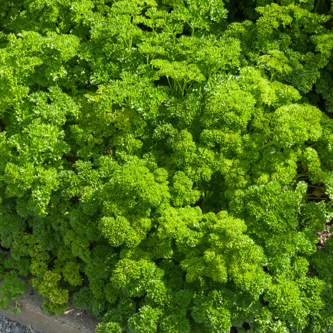Krause Petersilie Bravour - Petroselinum crispum Bravour - Bakker