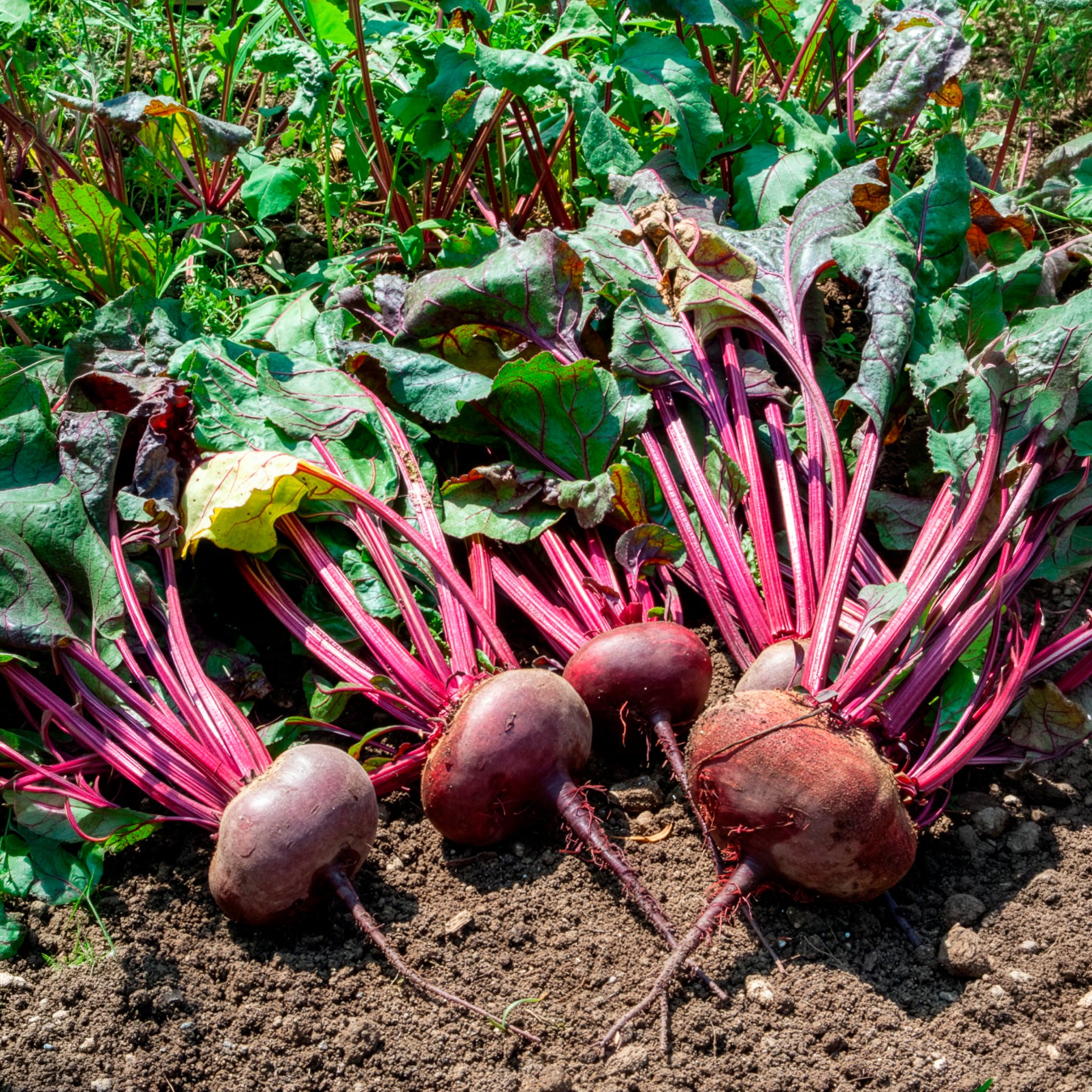 Bio-Rote Bete ‘D’Égypte’ - Beta vulgaris d'egypte - Bakker