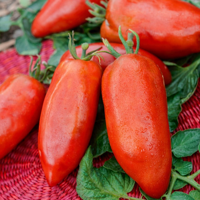 Tomate ‘Cornue des Andes’ - Bakker