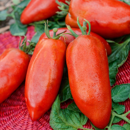 Tomate ‘Cornue des Andes’ - Bakker