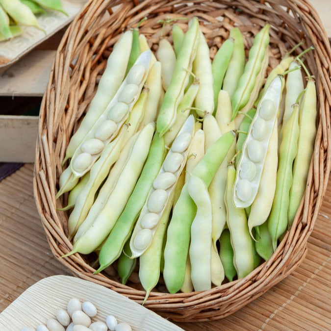 Samen für Bohnen - Bohnen Mischung - Collection de 3 haricots assortis