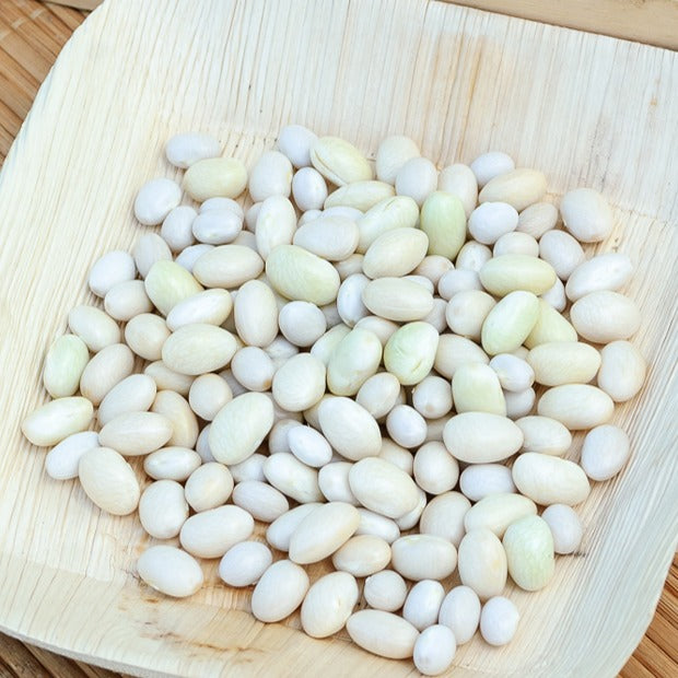 Buschbohne ‘Coco blanc précoce’ - Phaseolus vulgaris coco blanc précoce - Bakker