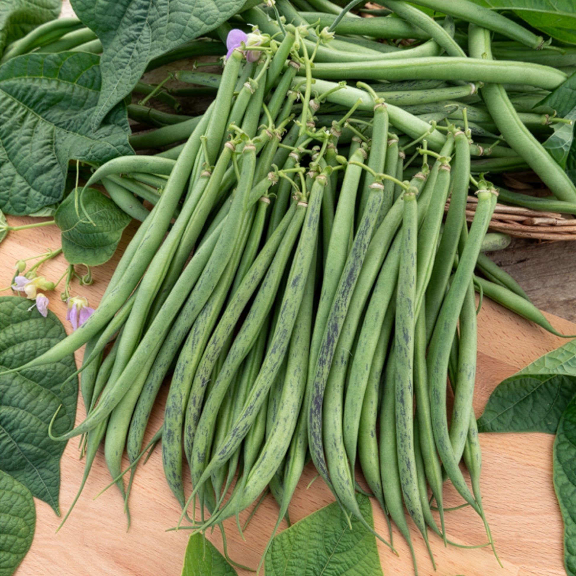Buschbohne fein ‘Triomphe de Farcy’ - Phaseolus vulgaris nain fin triomphe de farcy - Bakker