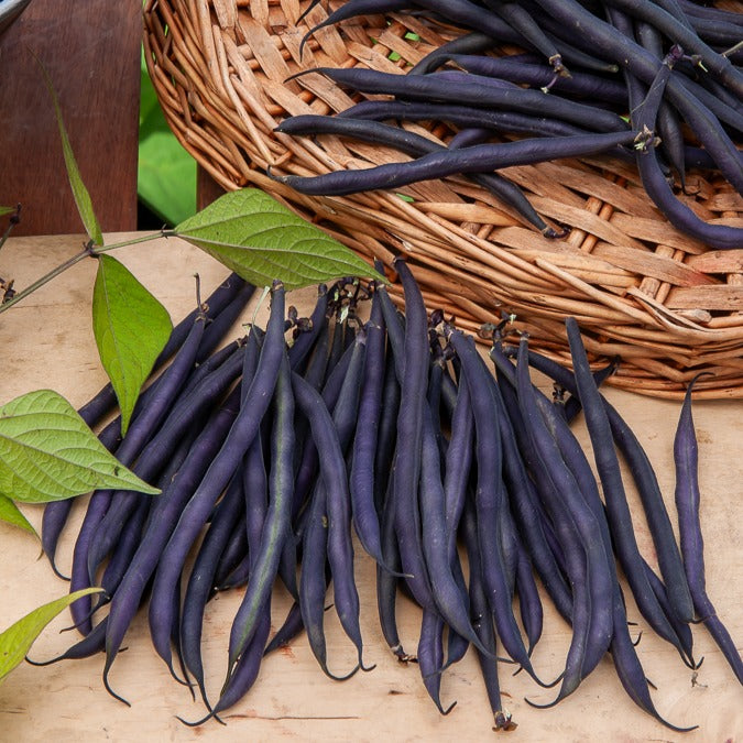 Stangenbohne mit violetten Hülsen - Phaseolus vulgaris - Bakker