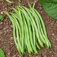 Buschbohne extra-fein ‘Novirex’ - Phaseolus vulgaris Novirex - Bakker