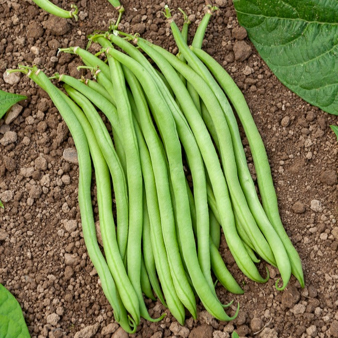 Buschbohne extra-fein ‘Novirex’ - Phaseolus vulgaris Novirex - Bakker