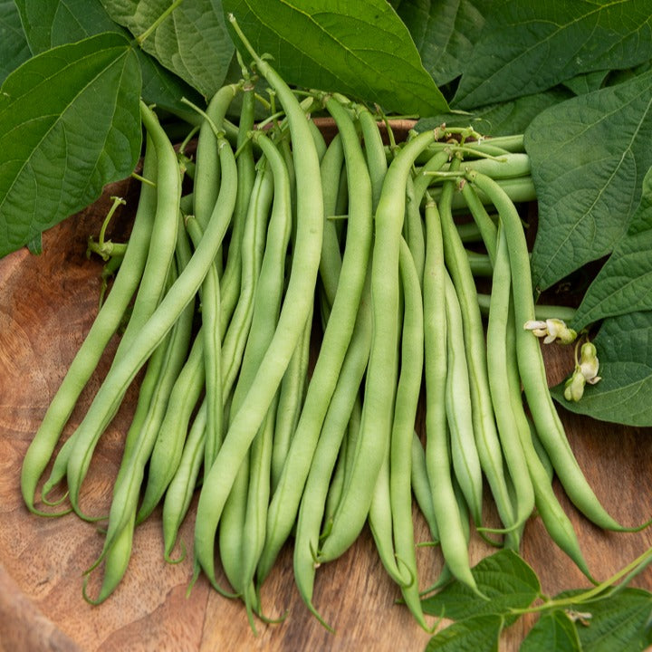 Buschbohne extra-fein ‘Argus’ - Phaseolus vulgaris argus - Bakker