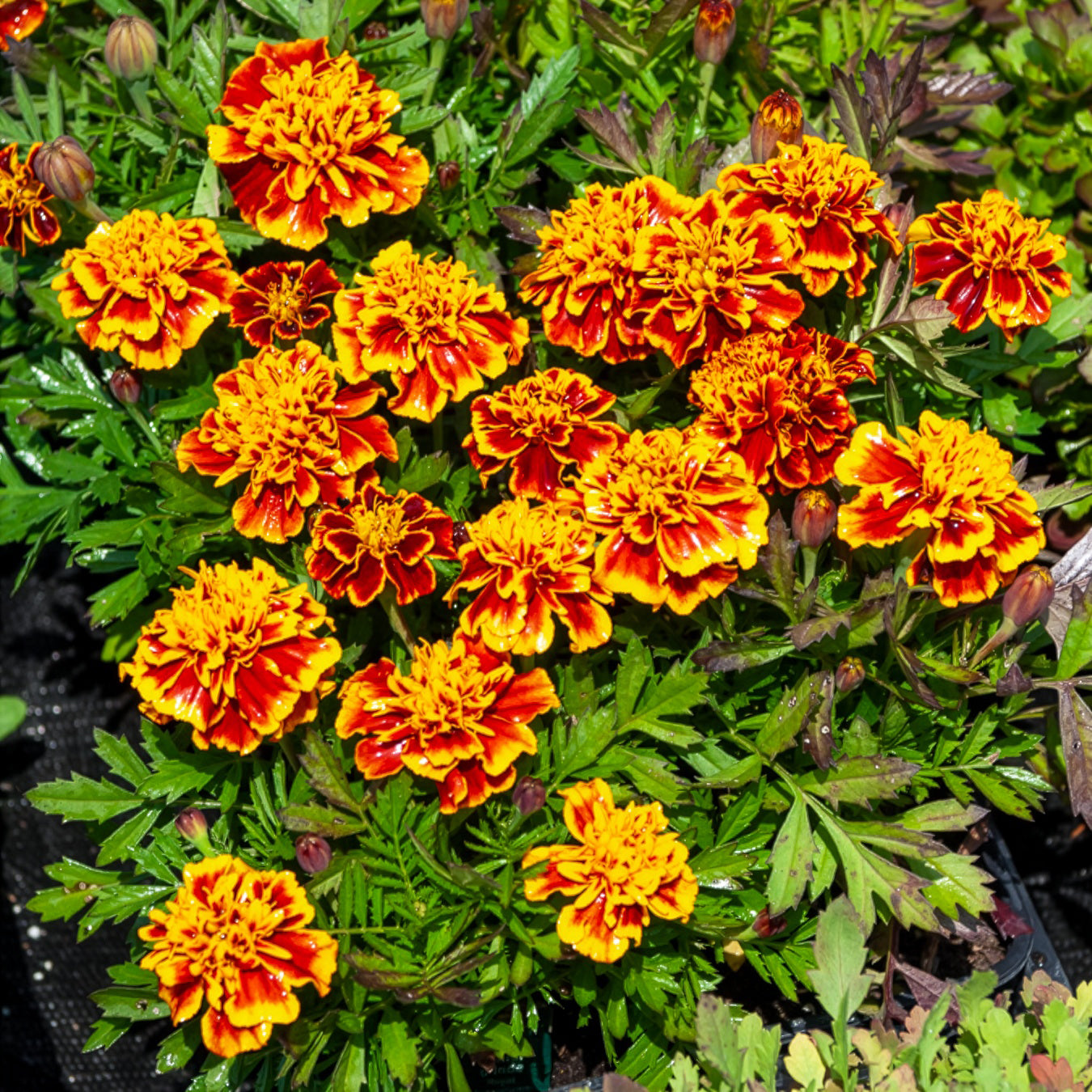 Studentenblume 'Honeycomb' - Tagetes patula Honeycomb - Bakker