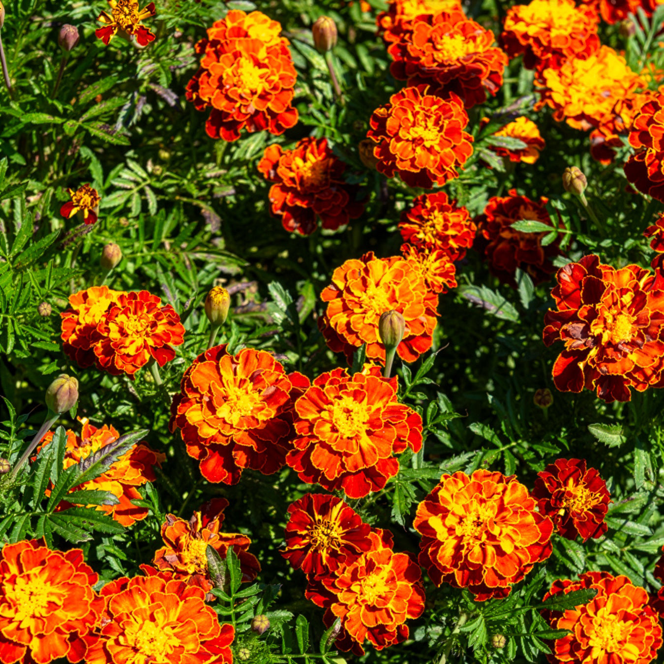Tagetes patula Honeycomb - Studentenblume 'Honeycomb' - Samen für einjährige Blumen