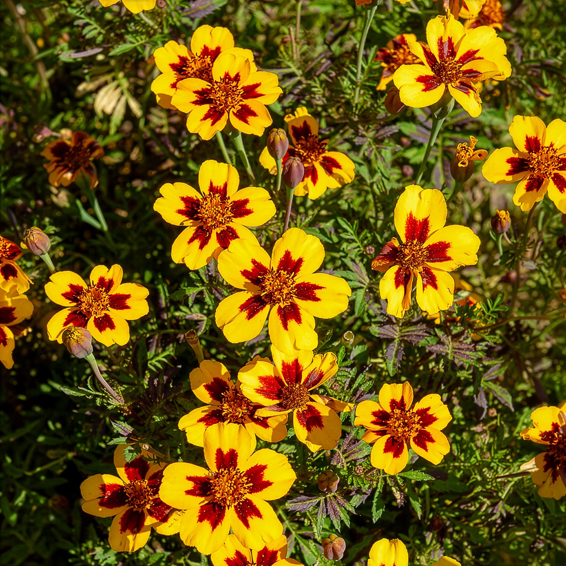 Studentenblume ‘Naughty Marietta’ - Tagètes patula naughty marietta - Bakker