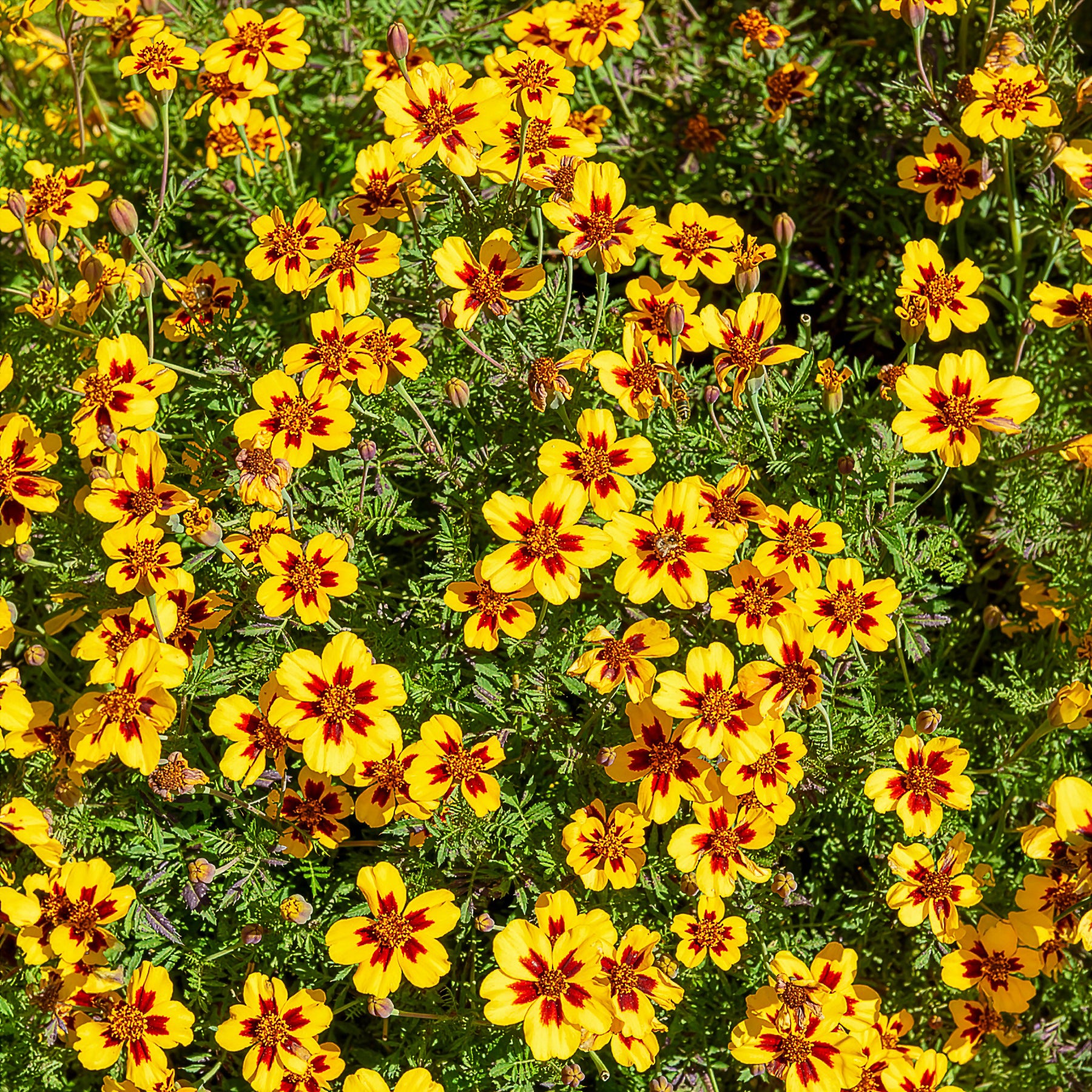 Studentenblume ‘Naughty Marietta’ - Bakker