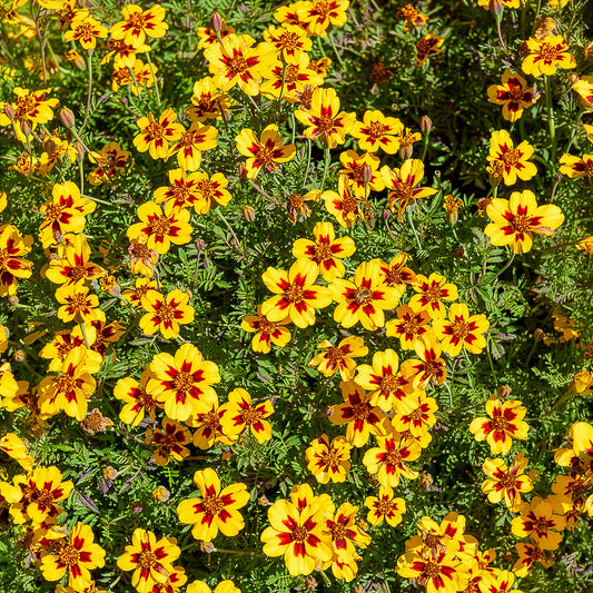 Studentenblume ‘Naughty Marietta’ - Bakker