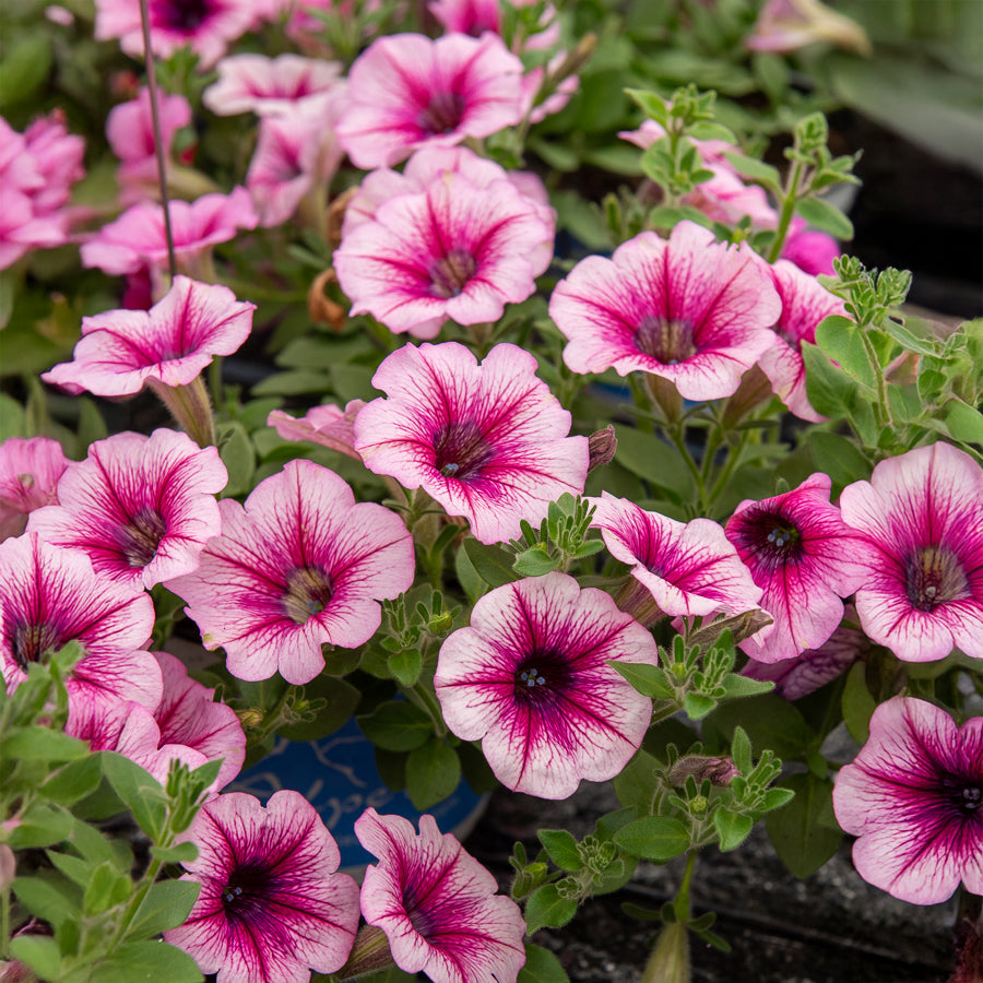Hängepetunie rosa (x3) - Petunia - Bakker