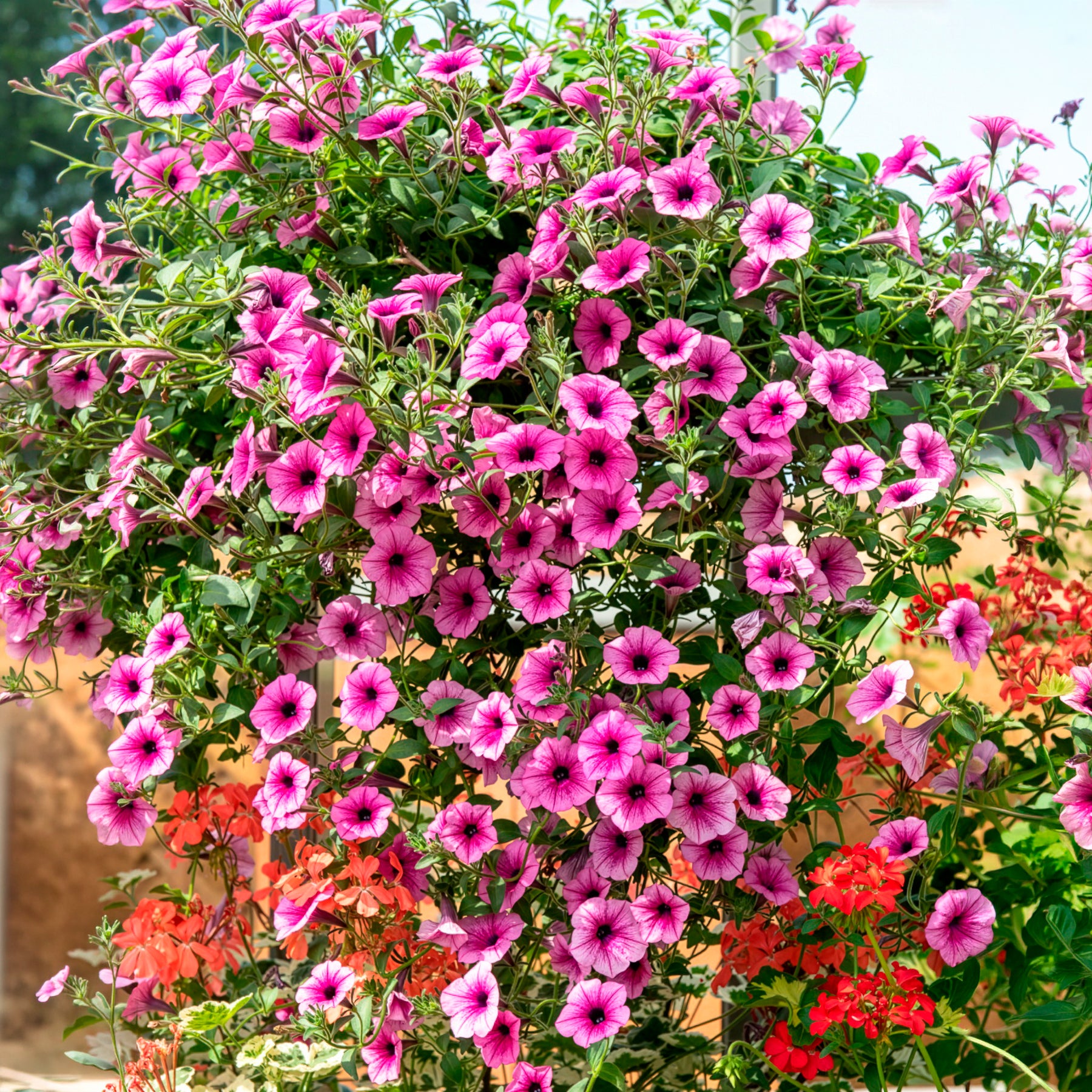 Petunia - Hängepetunie rosa (x3) - Petunien und Calibrachoa