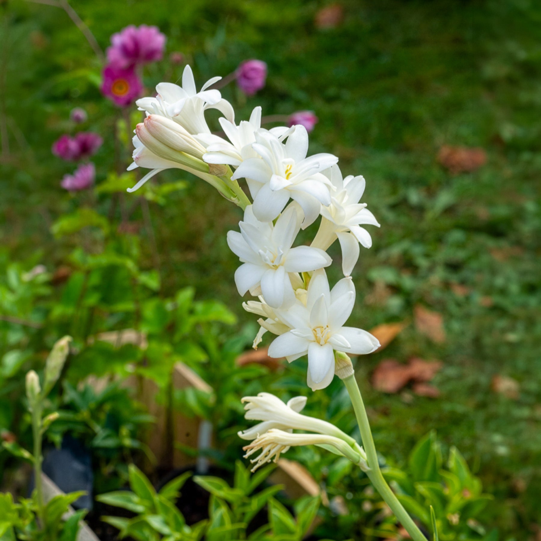 Polianthes tuberosa the pearl - Tuberose The Pearl (x3) - Sommerzwiebeln