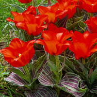 Greigii-Tulpen ‘Chaperon Rouge’ (x10) - Bakker