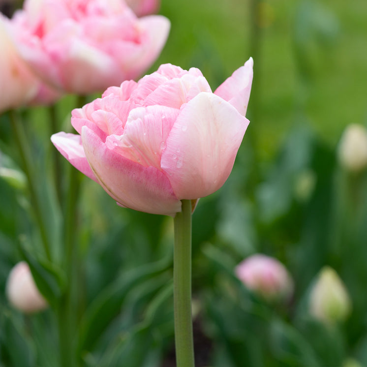 Tulpe Angelique (x10) - Tulipa angélique - Bakker