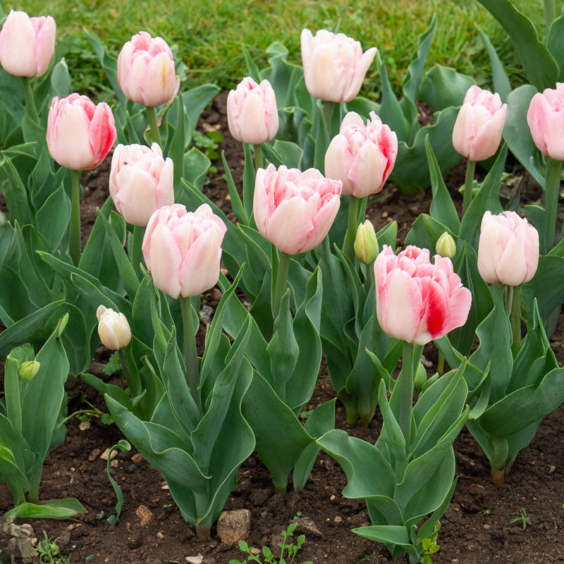 Tulpen-Zwiebeln - Tulpe Angelique (x10) - Tulipa angélique