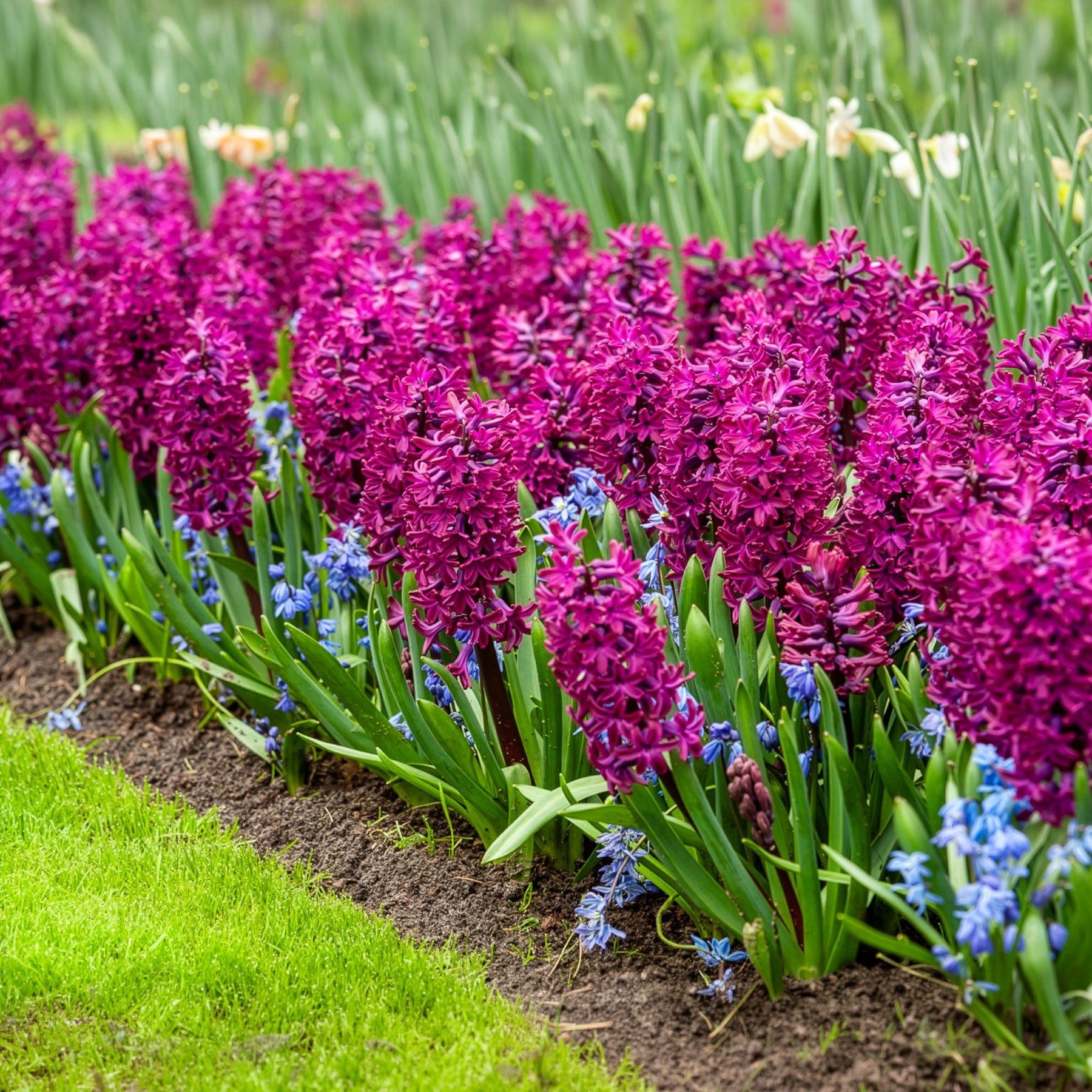 Verkauf Hyazinthe 'Woodstock' (x6) - Hyacinthus orientalis woodstock