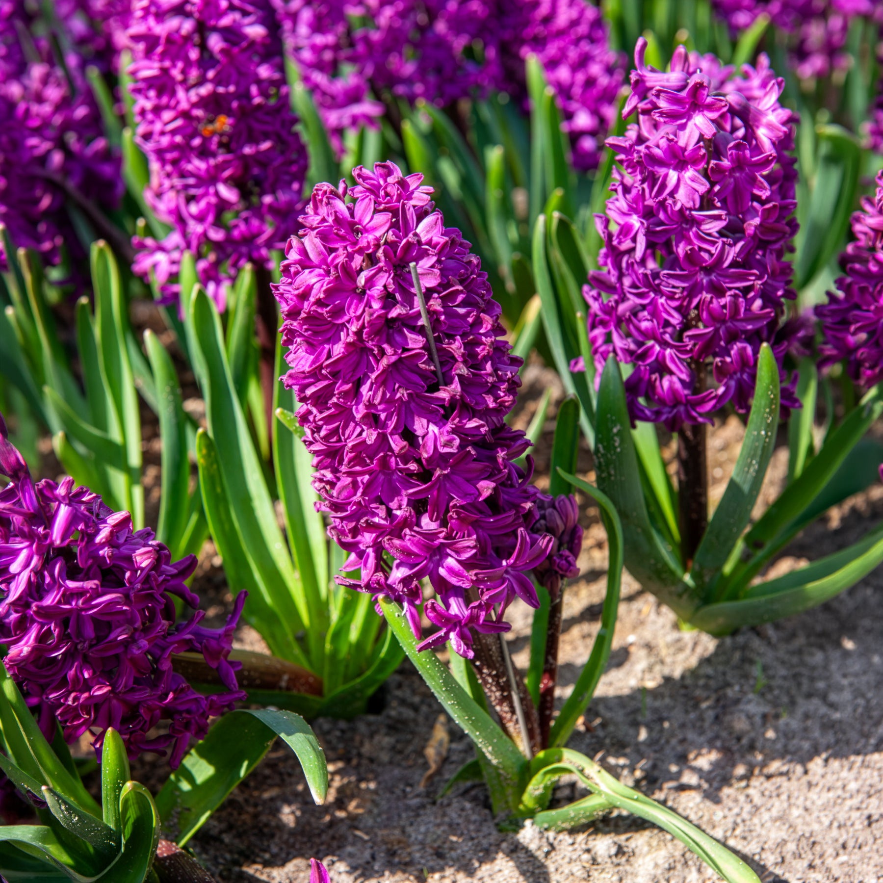 Hyazinthe 'Woodstock' (x6) - Bakker