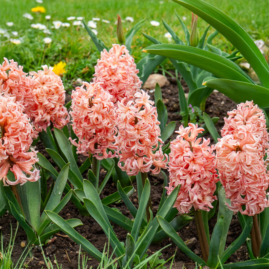 Hyazinthe 'Gipsy Queen' (x6) - Hyacinthus orientalis gipsy queen - Bakker