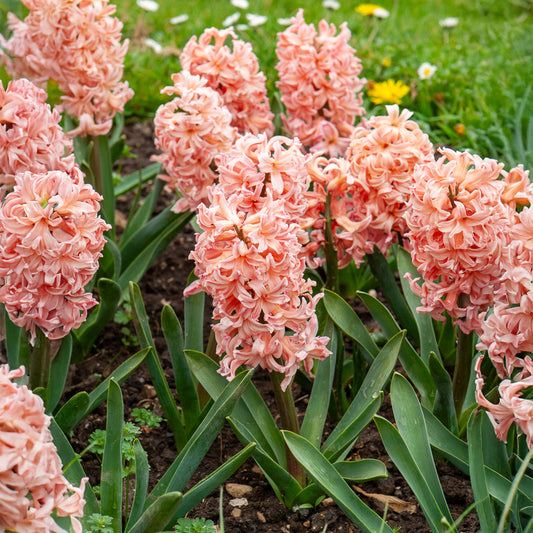 Hyazinthe 'Gipsy Queen' (x6) - Bakker