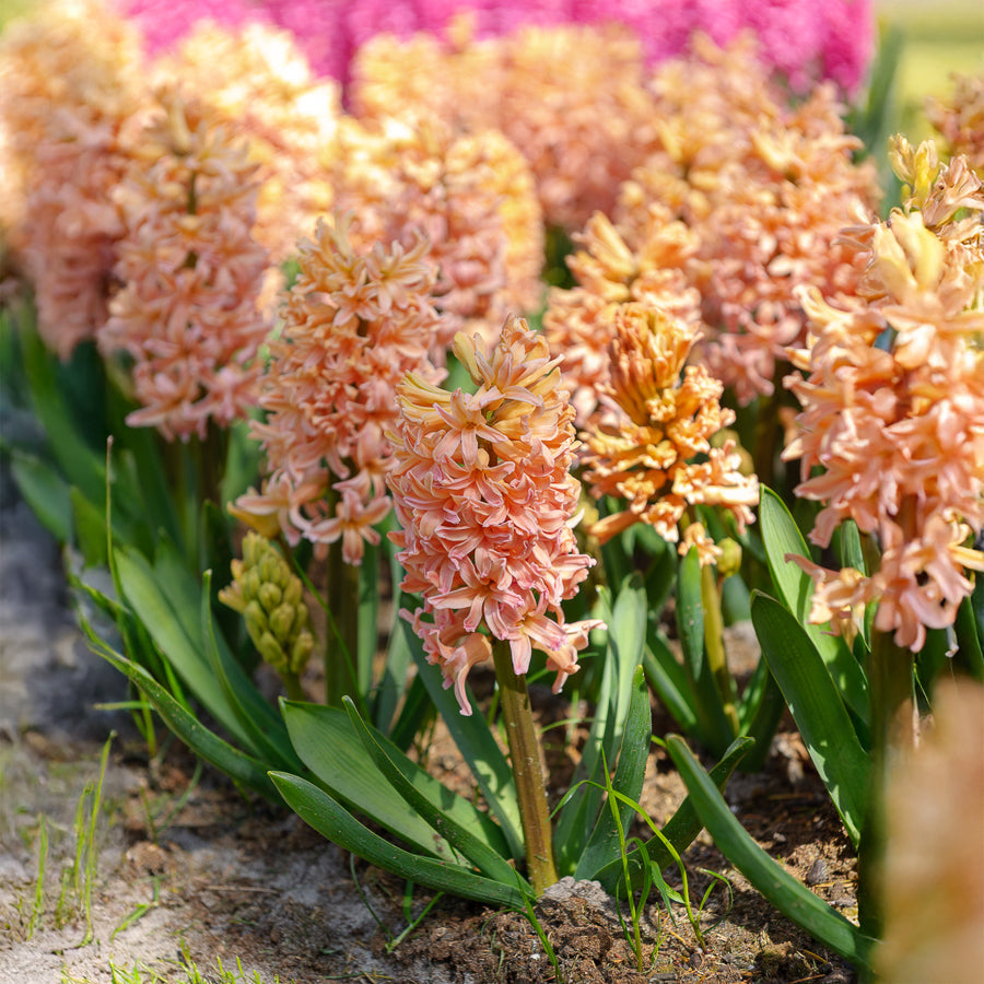 Hyazinthen-Zwiebeln - Hyazinthe 'Gipsy Queen' (x6) - Hyacinthus orientalis gipsy queen