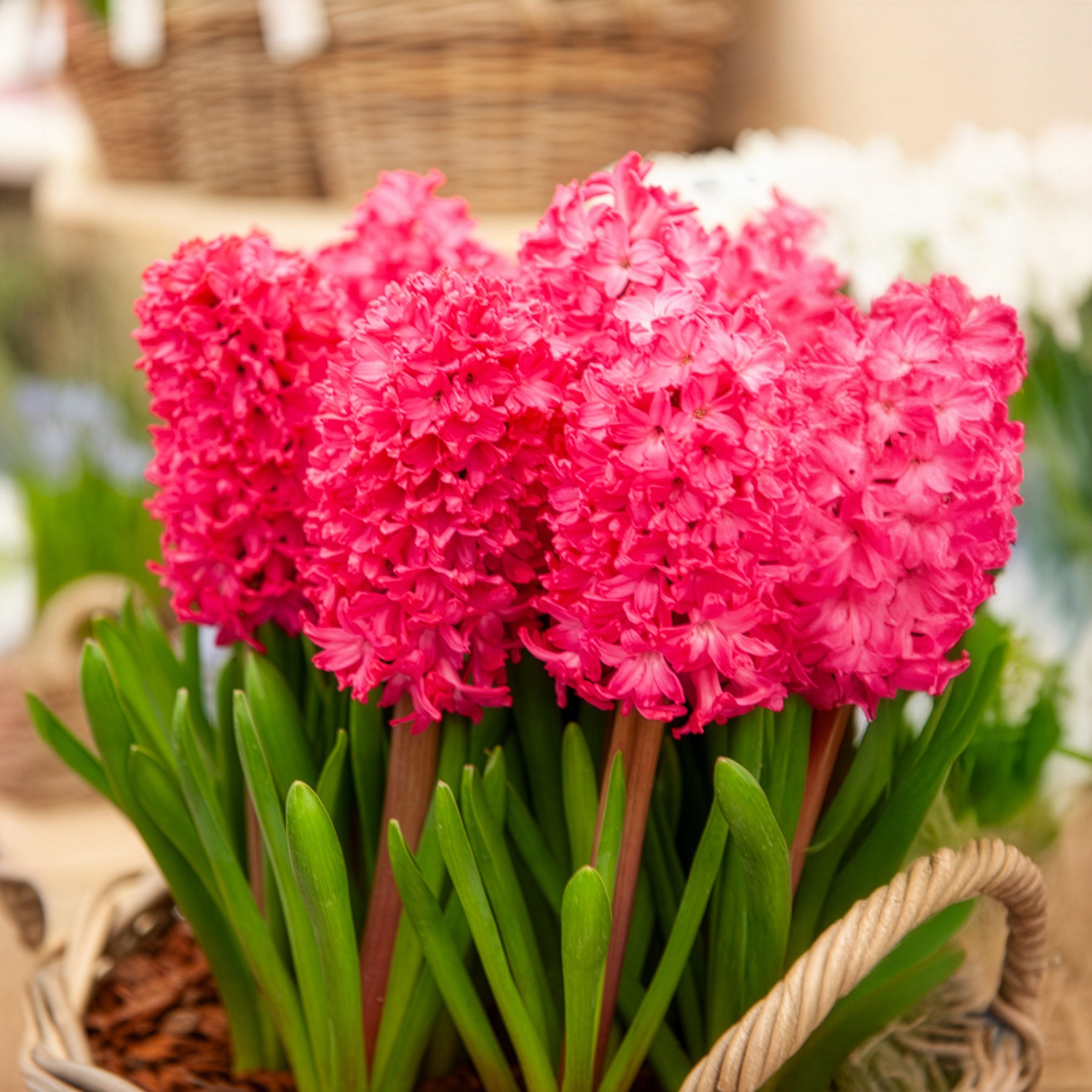 Hyazinthen-Zwiebeln - Hyazinthe 'Jan Bos' (x6) - Hyacinthus orientalis Jan Bos