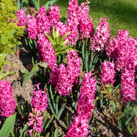 Hyacinthus orientalis Jan Bos - Hyazinthe 'Jan Bos' (x6) - Hyazinthen-Zwiebeln