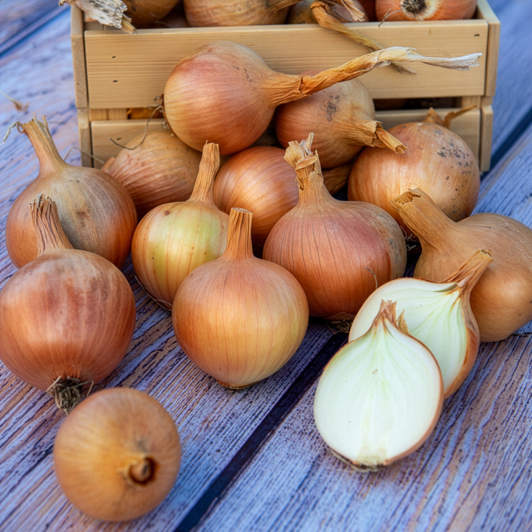 Verkauf Zwiebel Centurion F1 - Allium cepa centurion f1