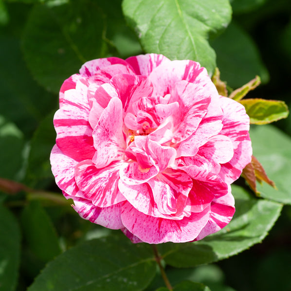 Historische Rose Ferdinand Pichard (Bourbon) - Rosa Ferdinand Pichard - Bakker