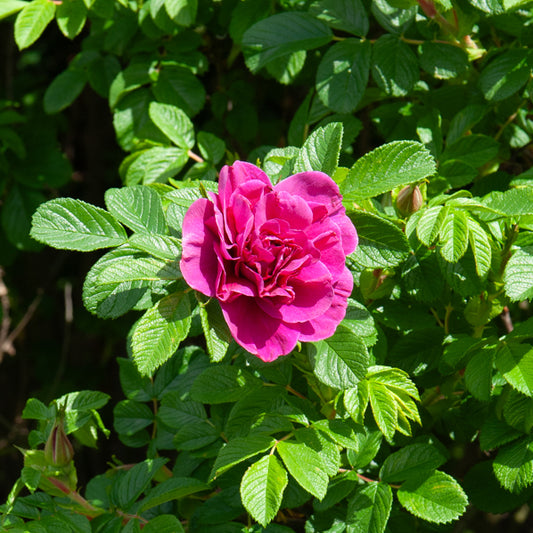 Rugosa-Rose ‘Hansa’ - Bakker